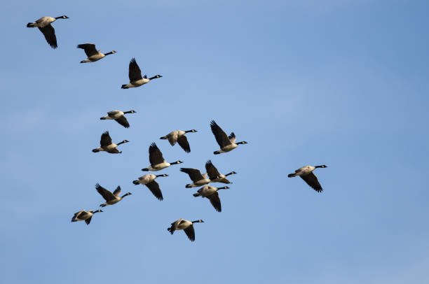 istock Large Flock of Canada Geese Flying in a Blue Sky 1004519828