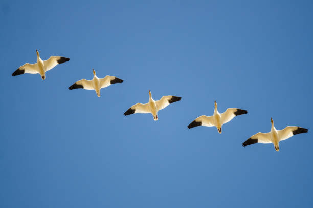 istock Small Flock of Snow Geese Flying in a Blue Sky 1004520252