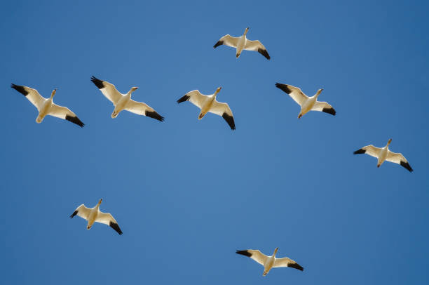 istock Flock of Snow Geese Flying in a Blue Sky 1004522484
