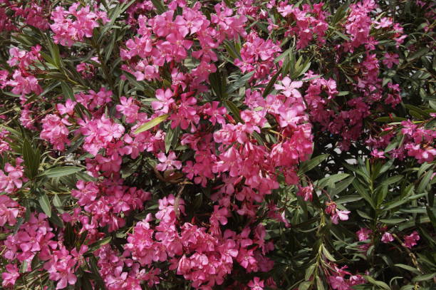 istock blooming rhododendron in spring in Israel 1004522796