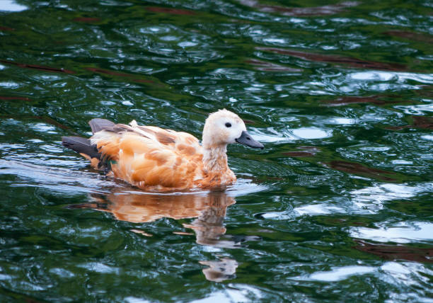 um lindo e selvagem pato branco em manchas vermelhas flutua sobre a água li - 3695 - fotografias e filmes do acervo