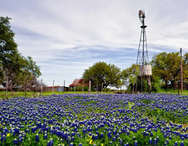 Photo of Bluebonnets and Windmills on the Farm