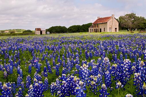 Roadside view of an old house surrounded by the state flower.