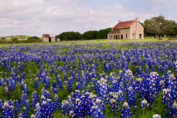 Abandoned Farmhouse in a field of Bluebonnets Roadside view of an old house surrounded by the state flower. texas bluebonnet stock pictures, royalty-free photos & images