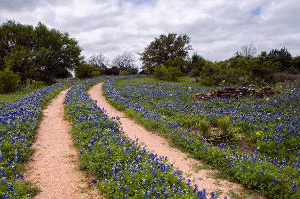 istock Curved Dirt road in field of Bluebonnets 1004550842