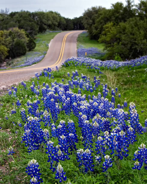 Roadside Bluebonnets Texas State flower lines both sides of a Texas Hill Country road. bluebonnet stock pictures, royalty-free photos & images