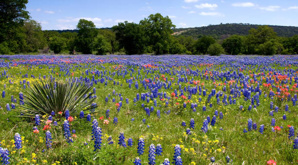 Wide Angle View of Wildflower filled Meadow Panoramic view of pasture filled with bluebonnets and Indian Paintbrush with Yucca plant texas bluebonnet stock pictures, royalty-free photos & images