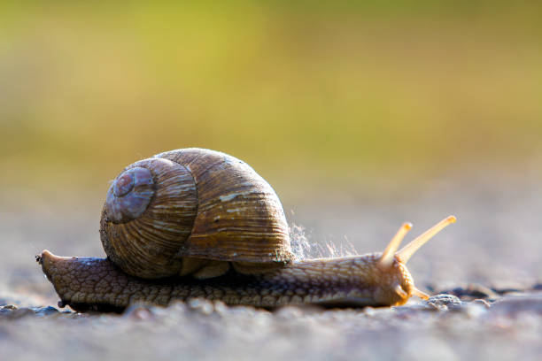 istock Close-up of big terrestrial snail with brown shell slowly crawling on bright blurred background. Use of mollusks as food and damage for agriculture concept. 1004553538