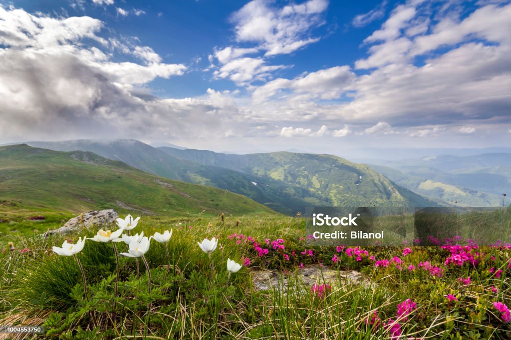 Panorama De Montaña De Verano Amplia Hermosas Flores Blancas Y Rojo Florece En El Verde Césped Entre Grandes Rocas Parches De Nieve En El Valle Y Cordillera Bajo Bajo Cielo Nublado Belleza Panorama De Montaña De Verano Amplia Hermosas Flores Blancas Y Rojo Florece En El Verde Césped Entre Grandes Rocas Parches De Nieve En El Valle Y Cordillera Bajo Bajo Cielo Nublado Belleza