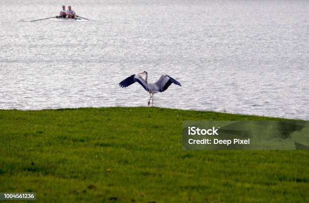 Great Blue Heron Photographed In France Near A Big Lake 2 Stock Photo - Download Image Now