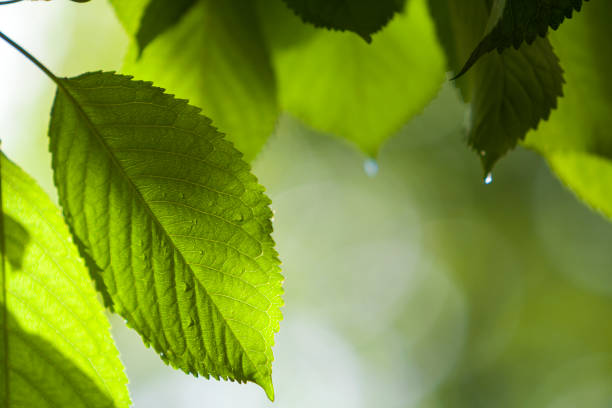 gros plan de belles nouvelles brillants feuilles fraîches de l’arbre de la cerise avec des gouttes de rosée rougeoyant au soleil de l’été sur fond flou lumineux vert et blanc bokeh. beauté et protection du concept de la nature. - cherry tree morning sunlight sunny photos et images de collection