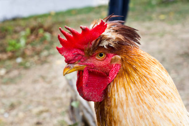 istock Cock sitting on the fence 1004564186