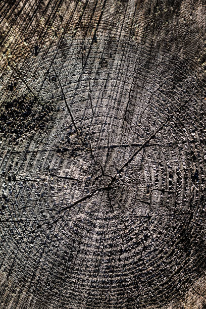 istock Texture of a wooden cut surface 1004564520