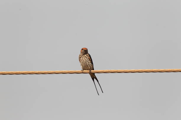 Small bird on a wire at sunset with nice blur and copy space