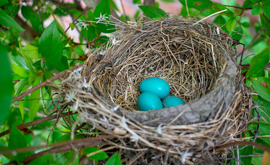 Pictures of a mother robin, her nest, and eggs in a bush next to my driveway.