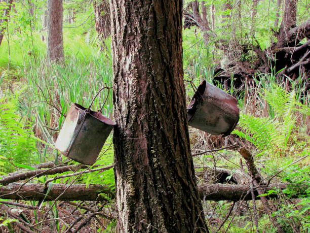 buckets on tree buckets on tree binghamton ny stock pictures, royalty-free photos & images