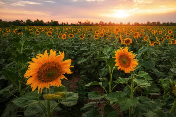 istock Summer landscape: beauty sunset over sunflowers field 1004588426