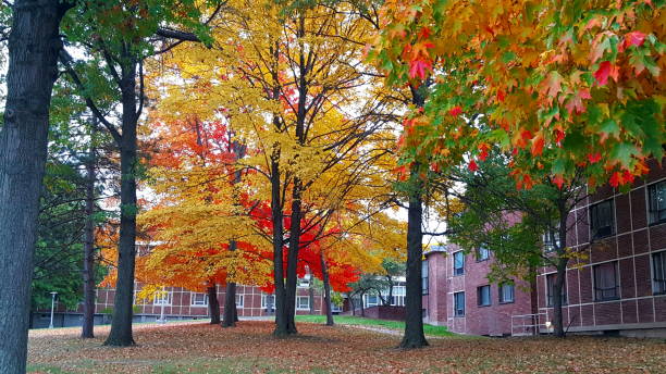 fall trees fall trees binghamton ny stock pictures, royalty-free photos & images
