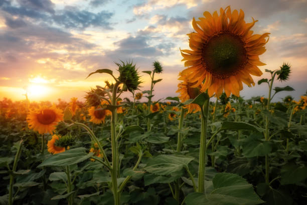 istock Summer landscape: beauty sunset over sunflowers field 1004591754