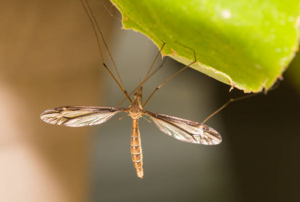 Close up of a single cranefly