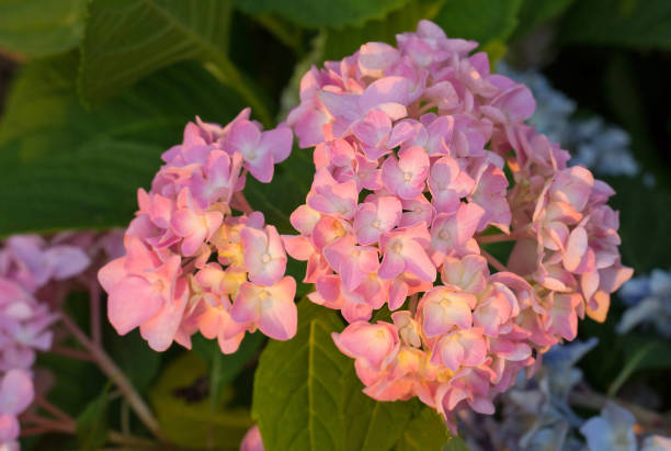 istock Close up of pink blooming hydrangea flower in the evening sun 1004610522