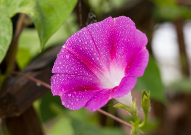 nahaufnahme von einem rosa blühende prunkwinde blüte mit wassertropfen - flower head annual beauty close up stock-fotos und bilder