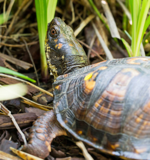 istock Close up of head of eastern box turtle outside 1004610618