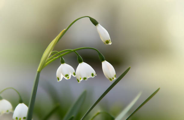 istock Close up of blooming white snowflake flowers during spring 1004610702