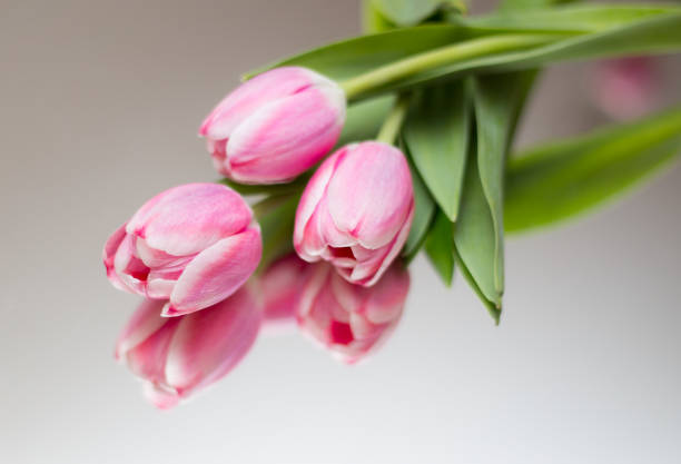 Close up three blooming pink tulip flowers and their reflection