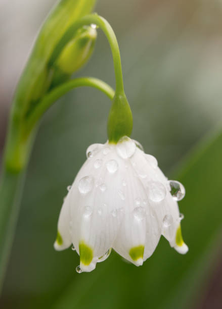Close up view of a single blooming snowflake flower with raindrops