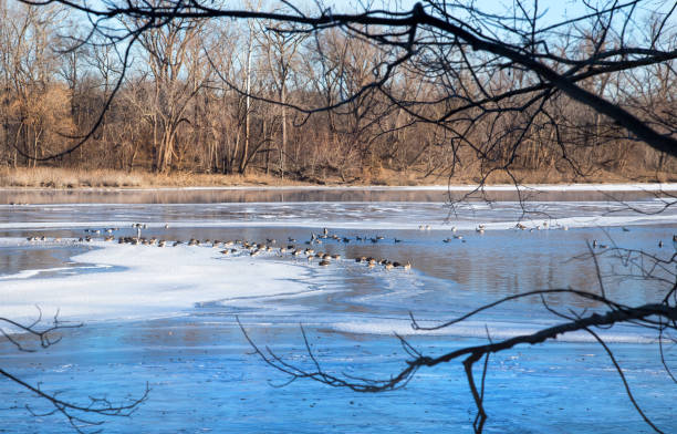 istock Frozen over Potomac river on a sunny day in winter in Virginia 1004613012