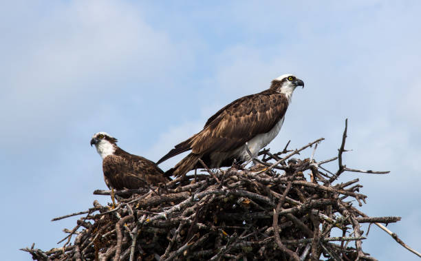 istock A pair of osprey birds sitting in their nest 1004613308