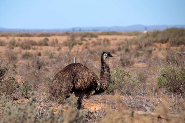 istock Emu walking through arid semi-arid landscape 1004613598
