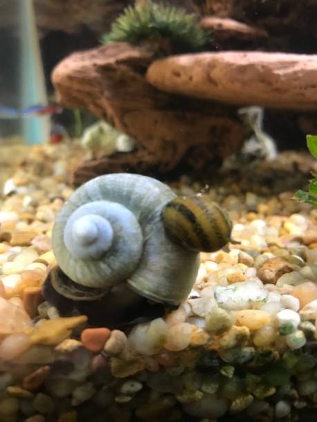 istock Snail Hitchhiking Ride on Bigger Snail 1004615650