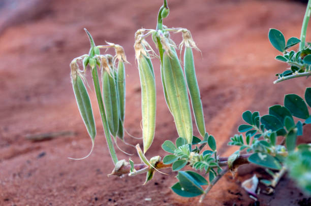 Autumn afternoon in arid landscape garden, Port Augusta, South Australia