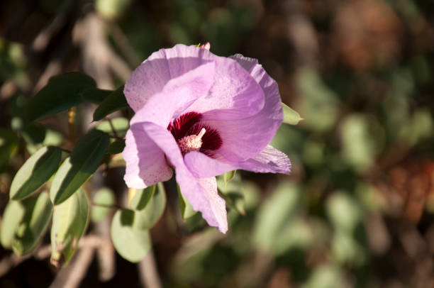istock Flower of the native sturts desert rose 1004615694