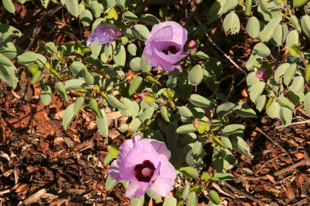 Flowering native sturts desert rose bush