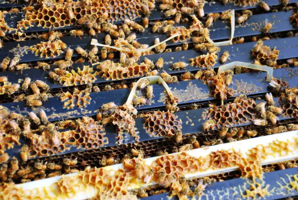 Apiculture Beekeeping Background of Beehive with Varroa Mite Treatment Strips Hanging on Honey Frames