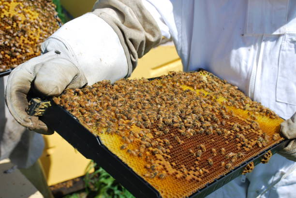 istock Beekeeper with Honey Frame out of Beehive 1004620090