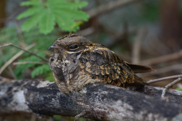 istock Indian nightjar, Caprimulgus asiaticus 1004630236