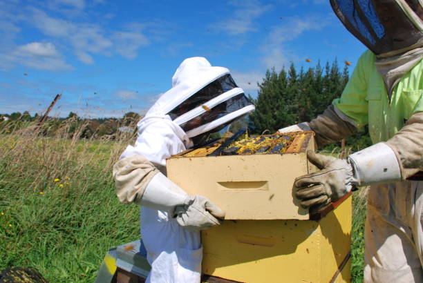 istock Child helps his Father with Beekeeping 1004636854