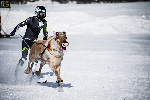 Inari, Lapland, Finland - April 01, 2018 : Reindeer race at Inari, is one of the sami culture.\n\nA man on skis is towed behind a reindeer on the race towards the finish line.