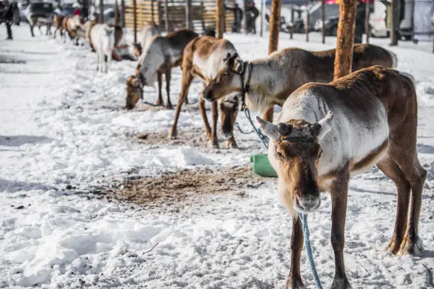 A group of reindeers are waiting to be raced at Inari race event