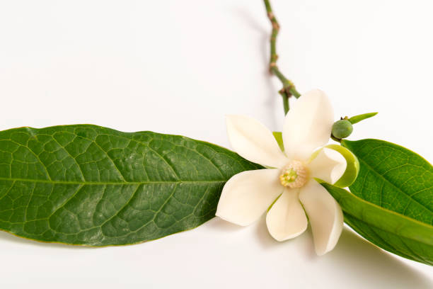 istock White magnolia flower on isolated background. 1004648886