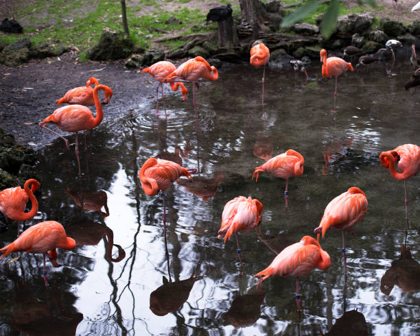 Flamingo Flamingo in its surrounding. screen saver photos stock pictures, royalty-free photos & images