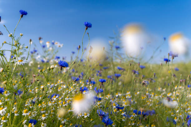 Taken in Fehmarn, Ostholstein - District, Schleswig-Holstein, Germany, Europe