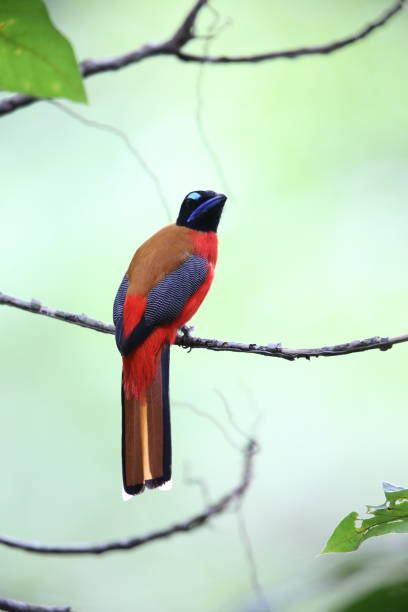 istock Scarlet-rumped trogon (Harpactes duvaucelii) in Sabah, Borneo 1004662296