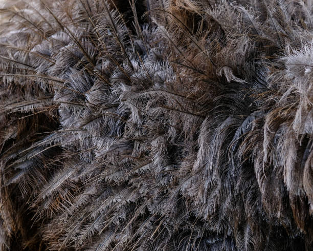 ostrich bird feather brown texture background - ostrich bird wind fluffy imagens e fotografias de stock