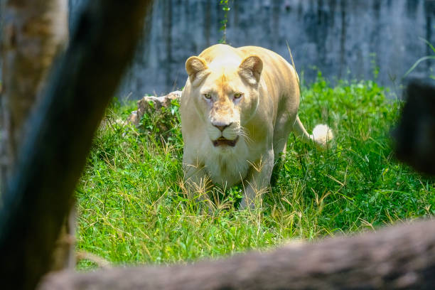 um leão feminino nas planícies do serengeti - indochina wild animals cats travel locations - fotografias e filmes do acervo