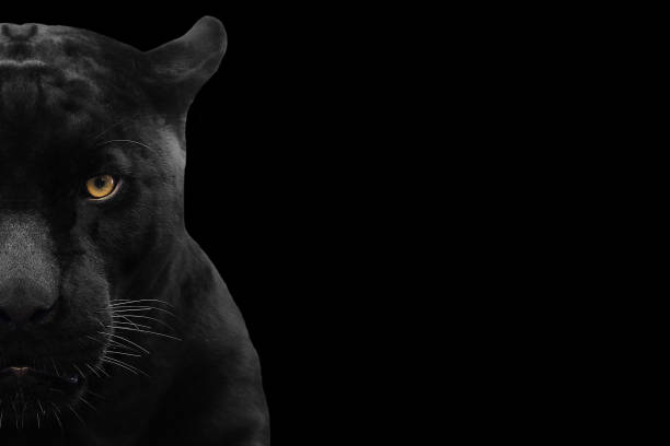 istock black panther shot close up with black background 1004662444